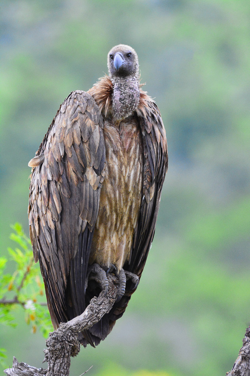 Whitebacked Vulture near Berg en dal camp in the Kruger National Park