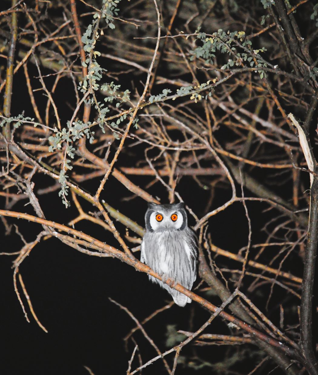 whitefaced Owl image taken on night drive at Makanyane