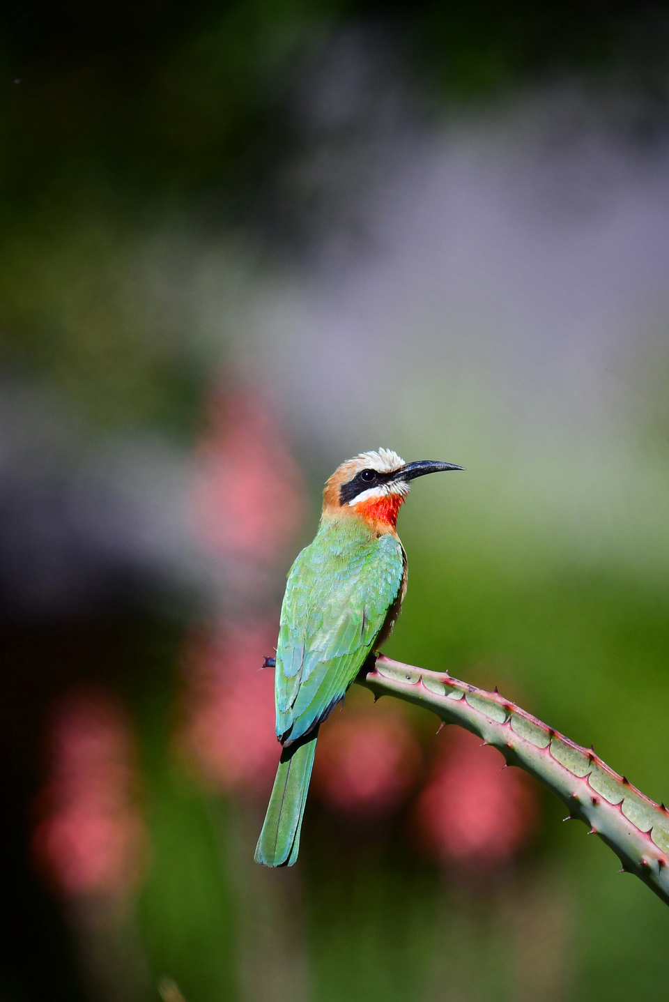 Whitefronted Bee Eater taken in the Kruger National Park