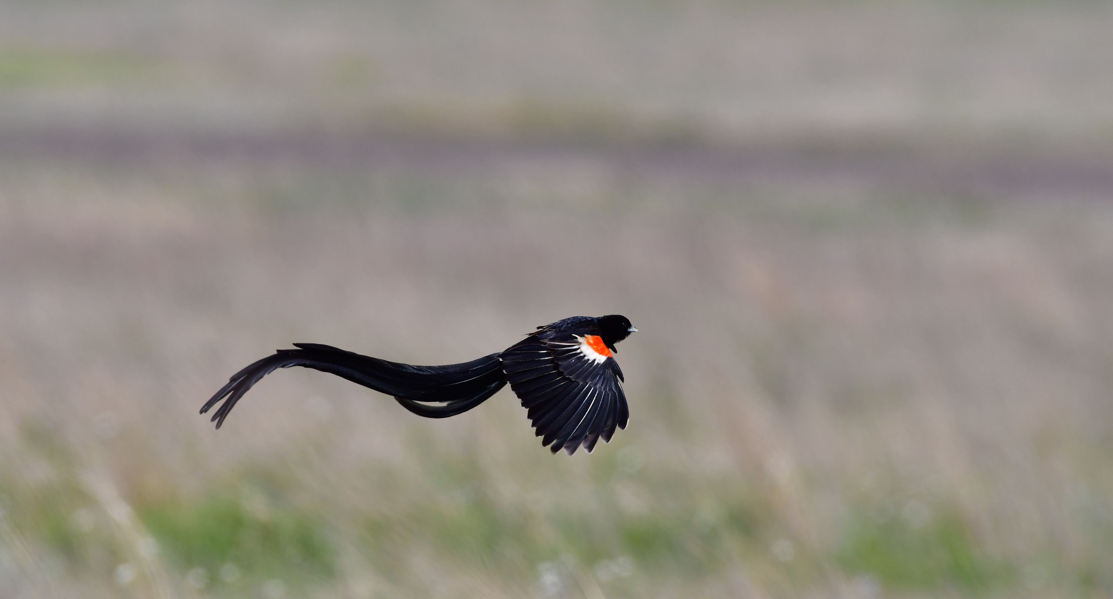 Widow bird Widow bird