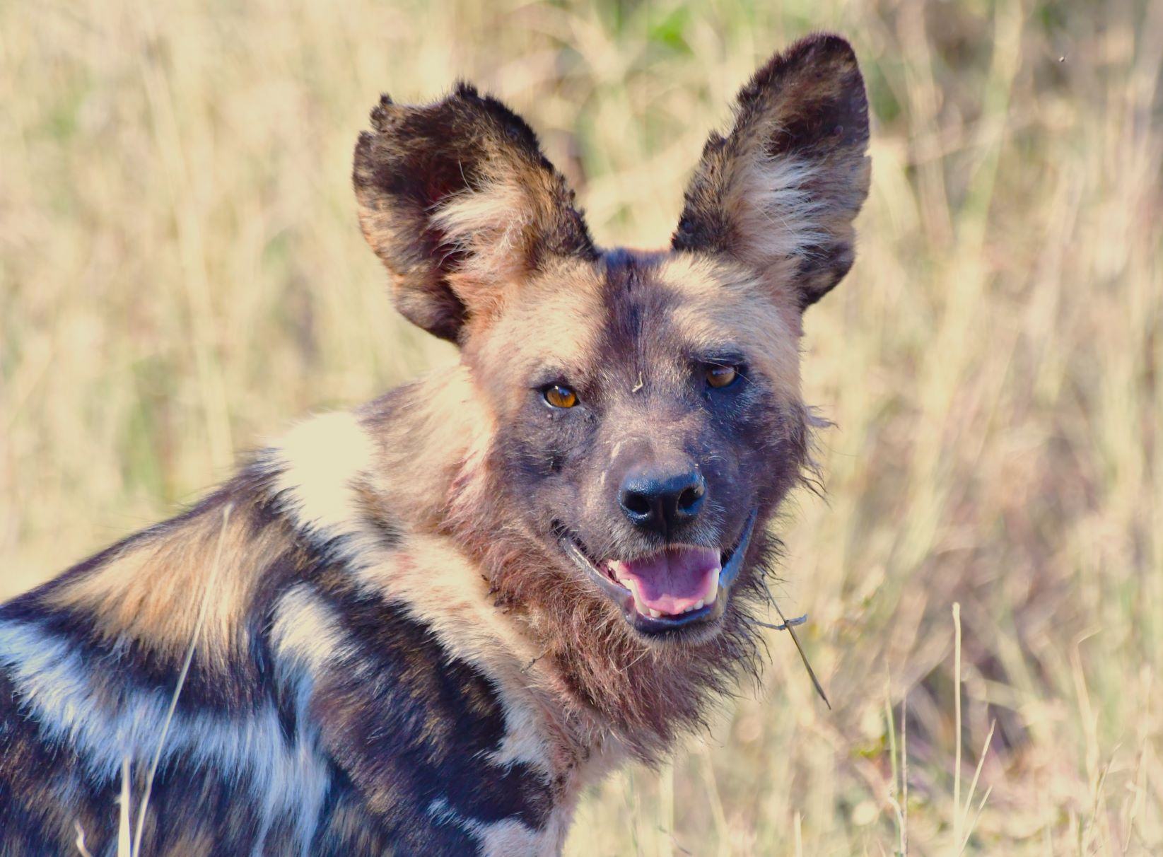 Wild dog taken on game drive at Buffalo Ridge Lodge Madikwe