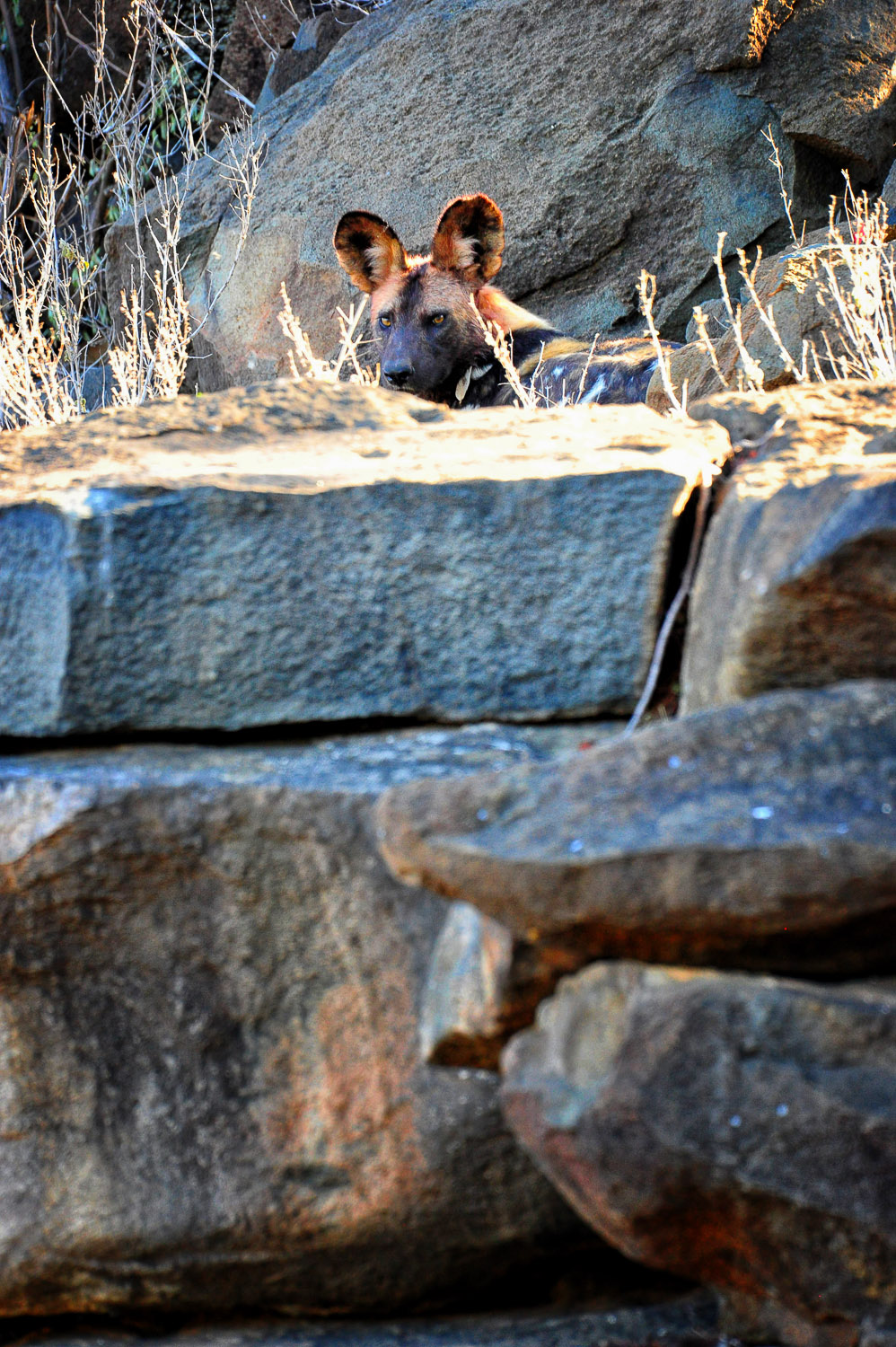 Wild Dog on Ngobeni Long Loop off the H14 near Phalaborwa in the Kruger National Park