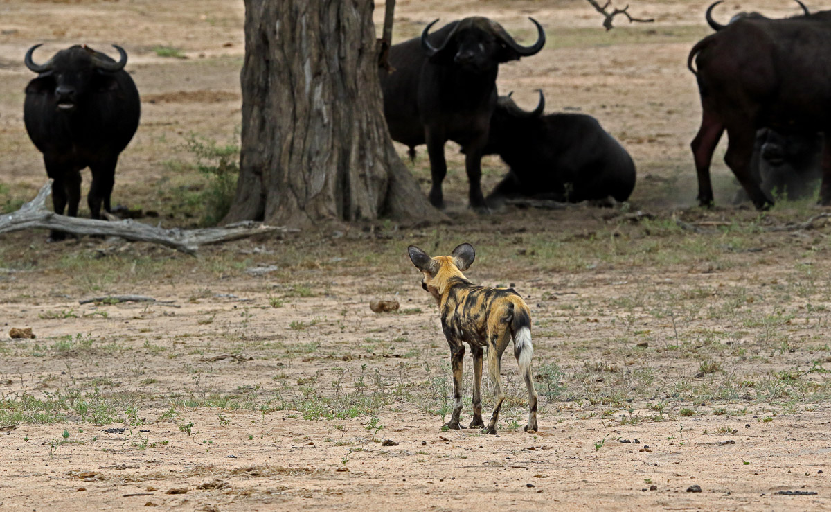 Wild Dogs and buffalo at Welverdiend watehole
