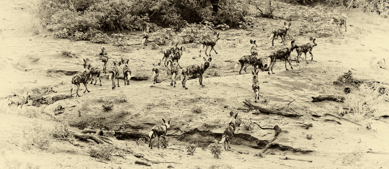 Wild Dogs seen from Olifants Bridge