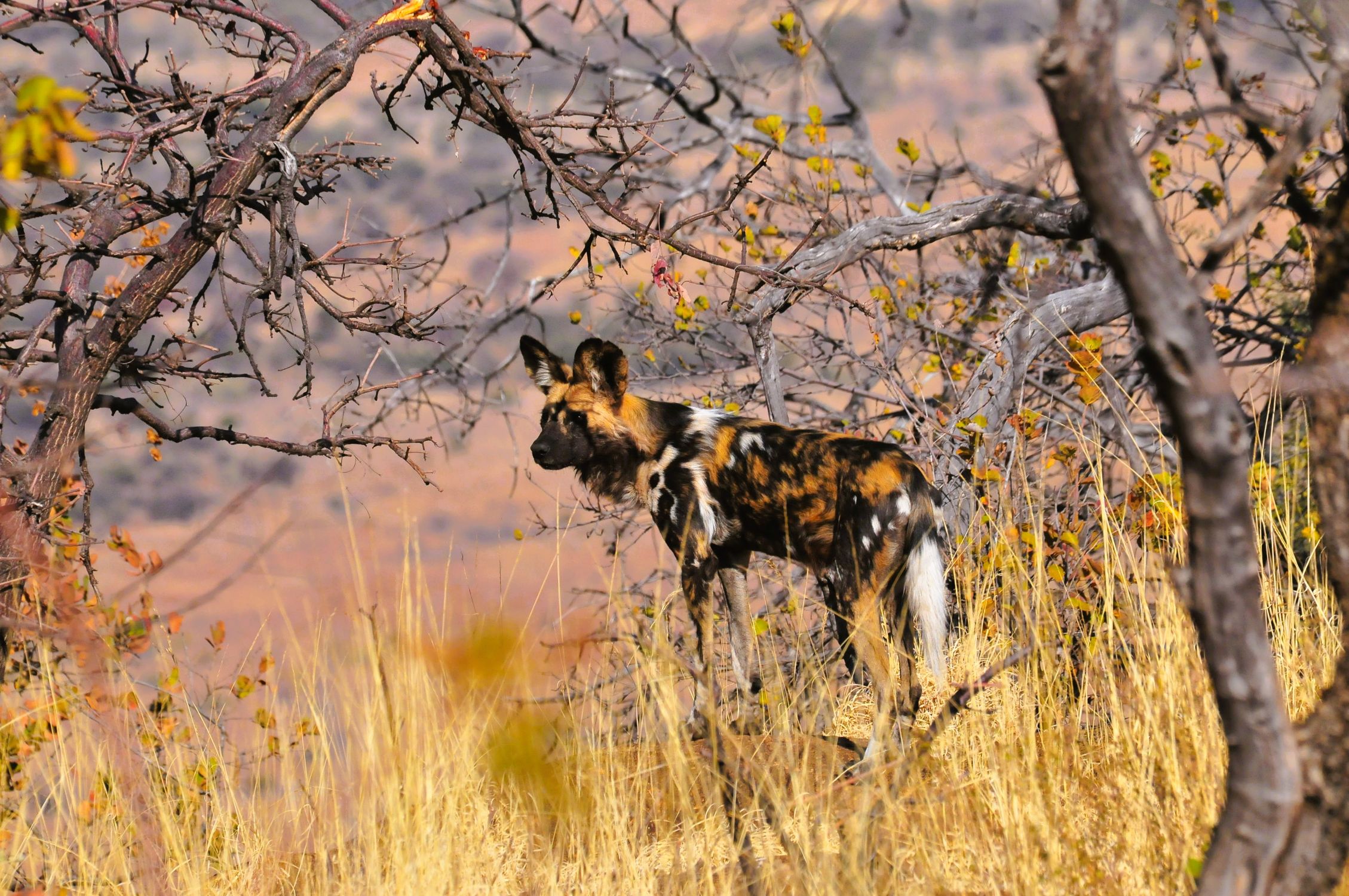 Wild dog seen on our guided walk at Ivory Tree