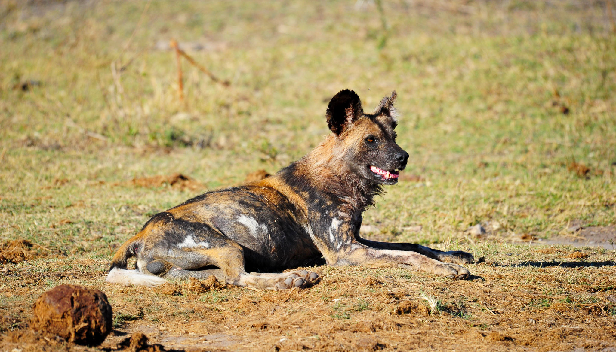 wild dog at Vleisfontein