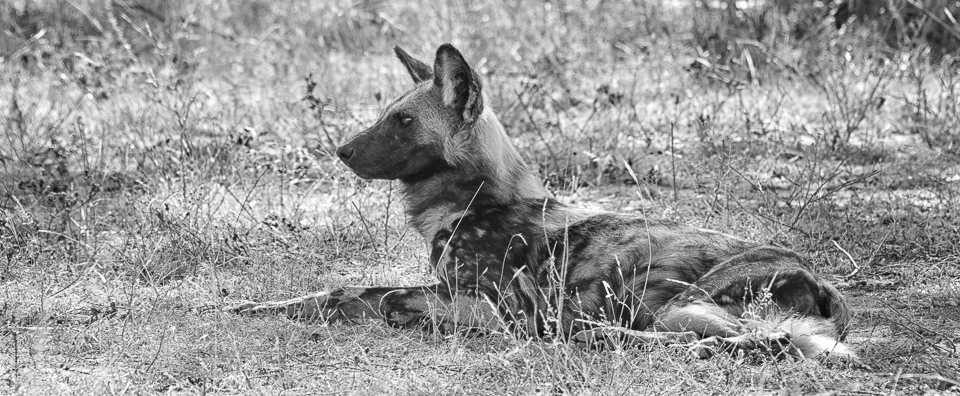 Croc Bridge Black and White photograph of Wild Dog