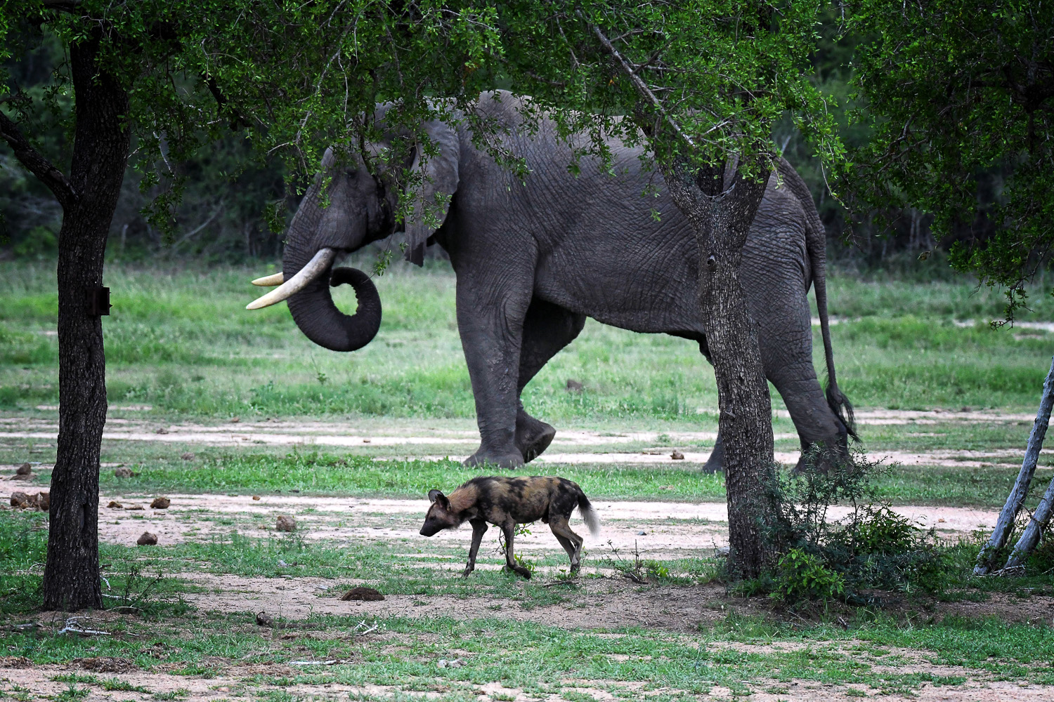 Wild Dog and Elephant at the N'waswitshaka waterhole on the S65 Near Skukuza in the Kruger National Park