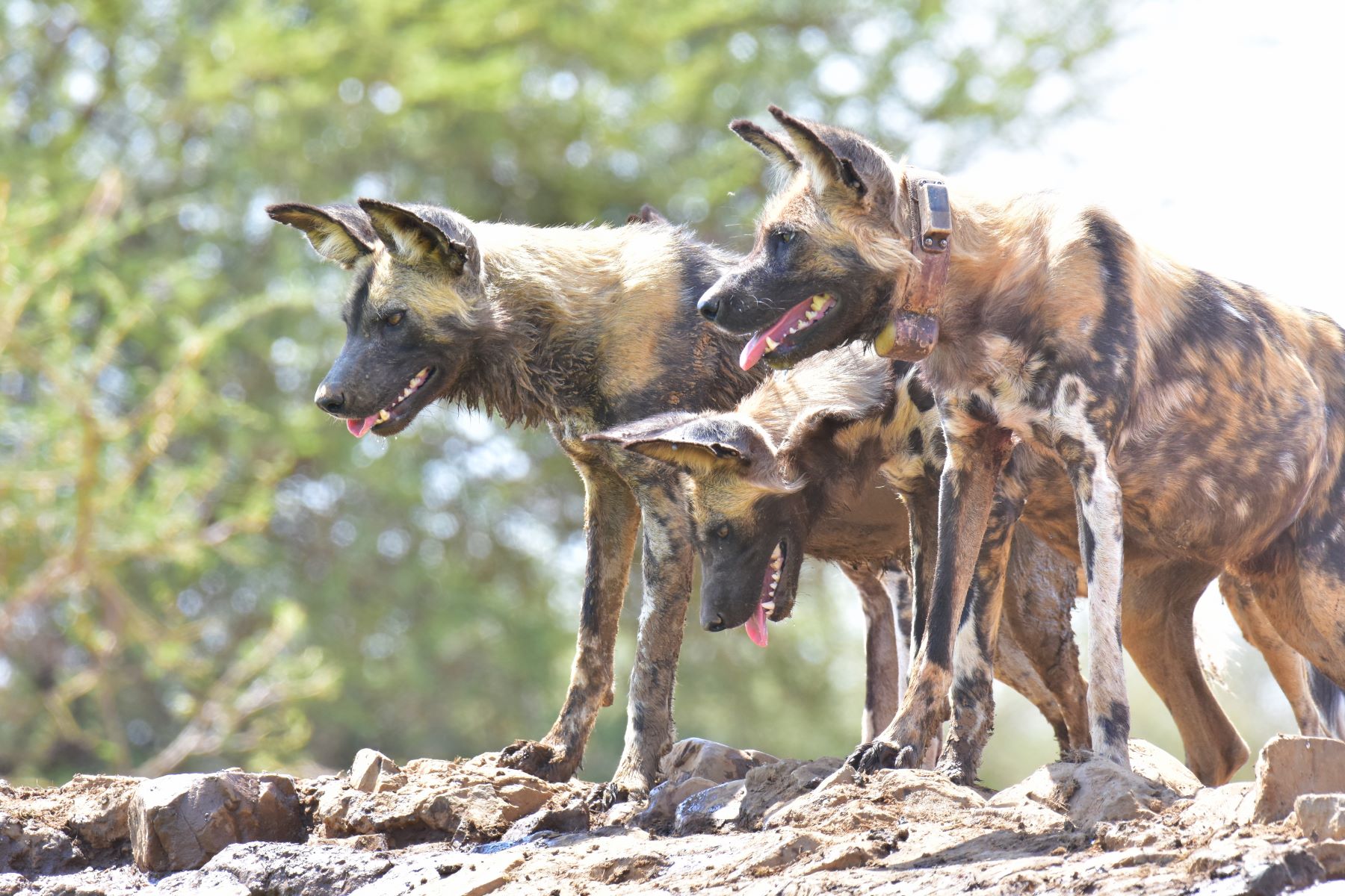 wild dogs at the waterhole at Last Word Madikwe wild dogs at the waterhole at Last Word Madikwe