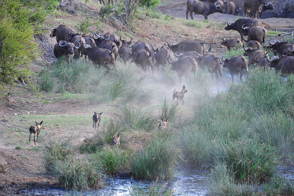 Wild Dogs chasing Buffalo at Ngobeni Short Loop in the Phalaborwa area in the Kruger National Park