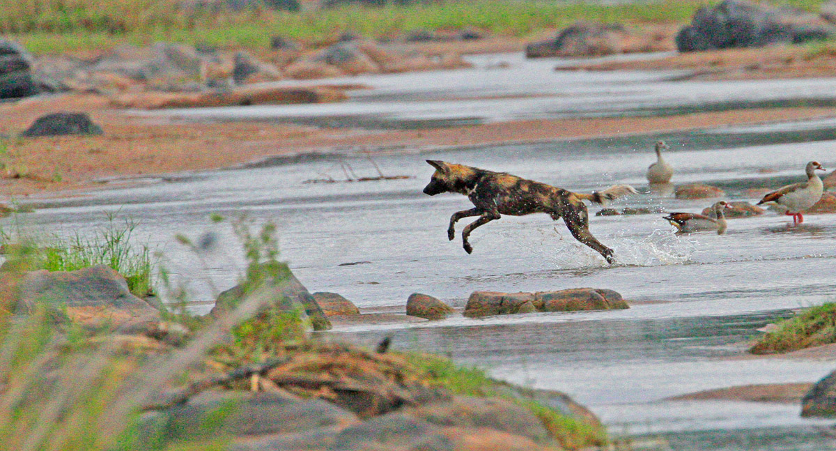 Wild Dog crossing the Olifants River on the S91 near Olifants camp in the Kruger National Park