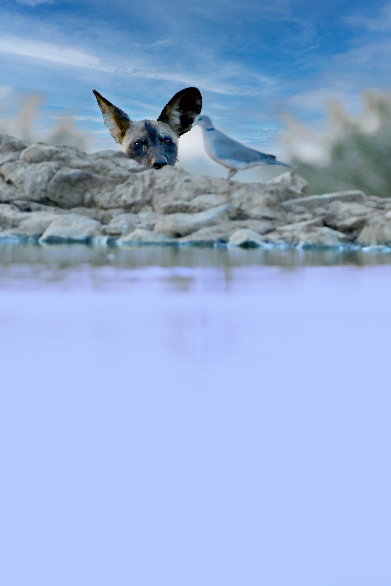 Wild dog checking dove at Last Word Madikwe waterhole