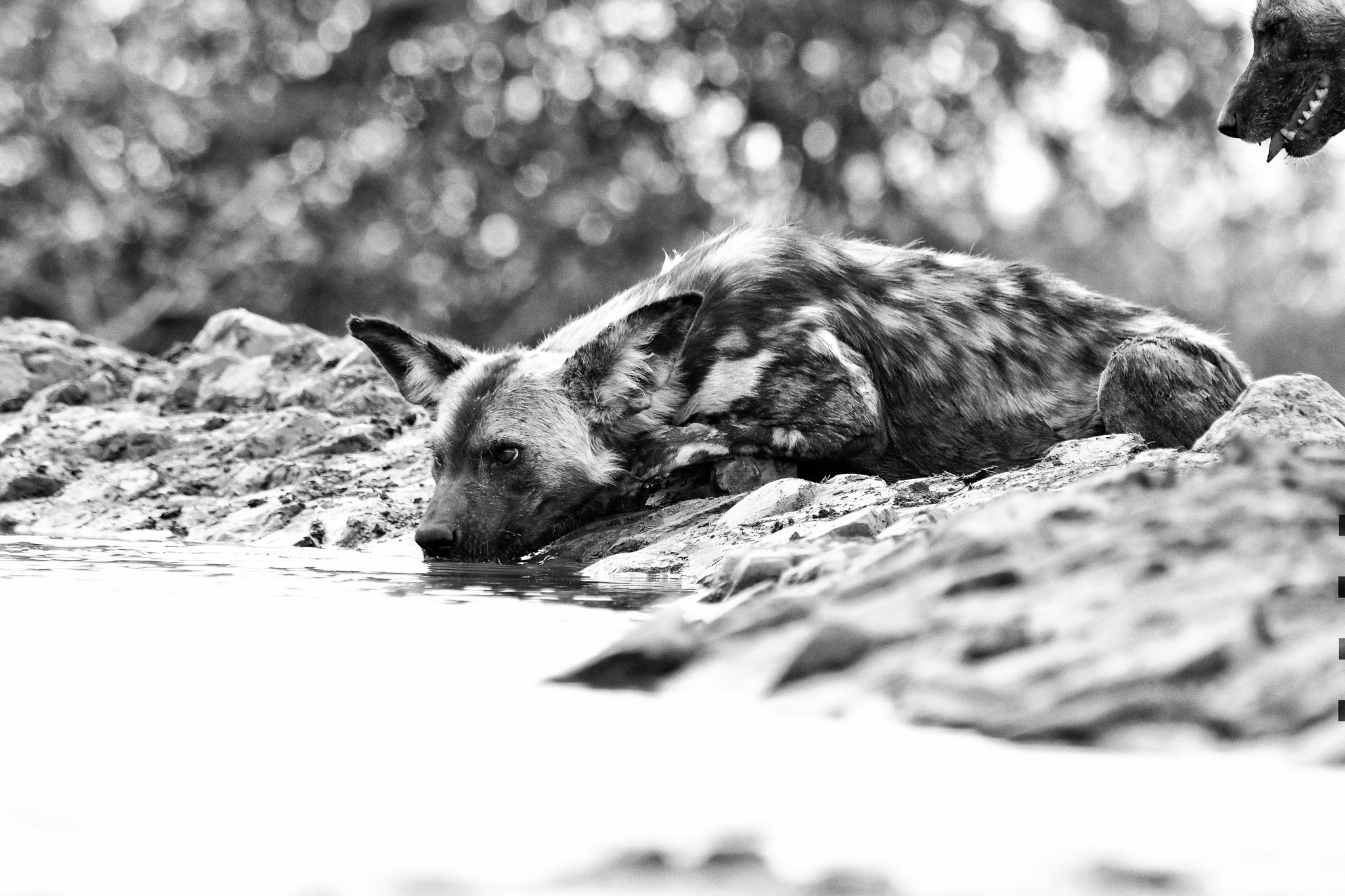 Wild dog drinking at LWM underground hide B&W