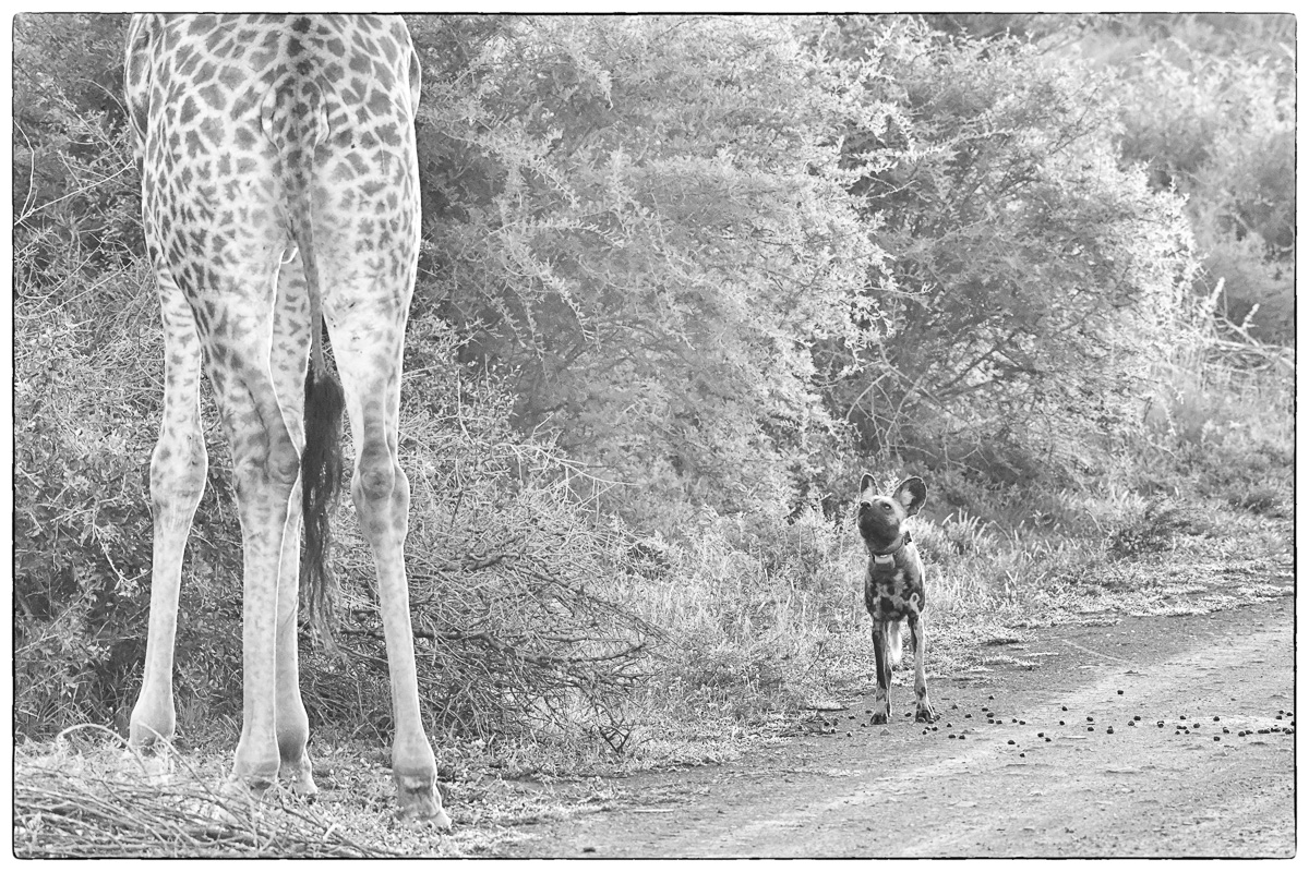 wild dog meets giraffe in road
