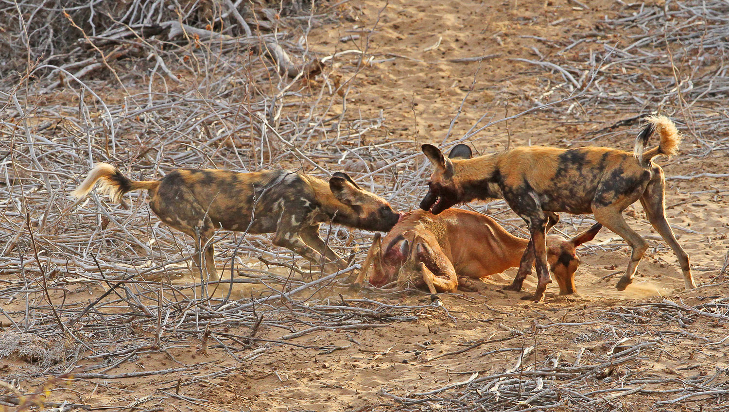 Wild Dogs on a kill on the S91 near the Olifants River in the Kruger National Park