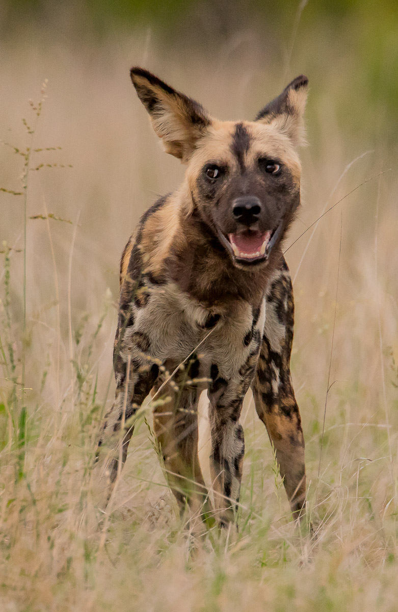 Wild Dog image taken in the Orpen area in the Kruger National Park