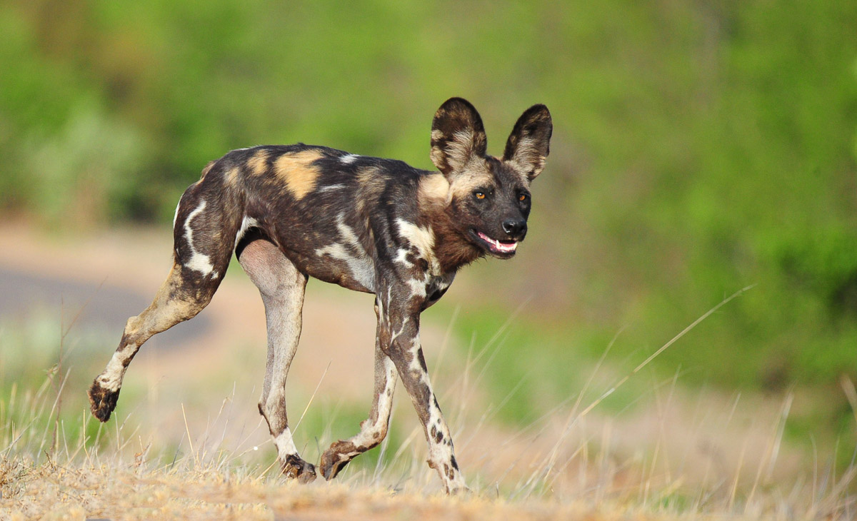 Wild Dogs of the Kruger National Park - also known as painted wolves.