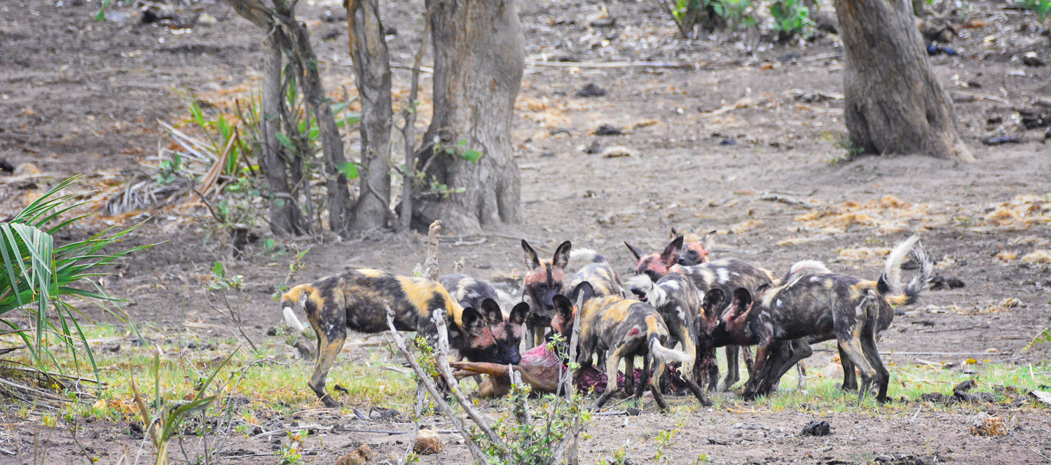 Wild Dogs on an Impala kill on the Ngobeni Short Loop off the H14 near Phalaborwa in the Kruger National Park