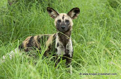wild dog resting under tree in Kruger park wild dog resting under tree in Kruger park