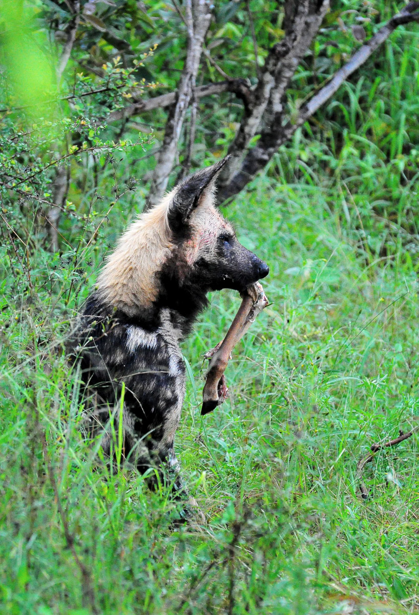 Wild Dog with Impala leg in its mouth, image taken on the S114 near Skukuza in the Kruger National Park