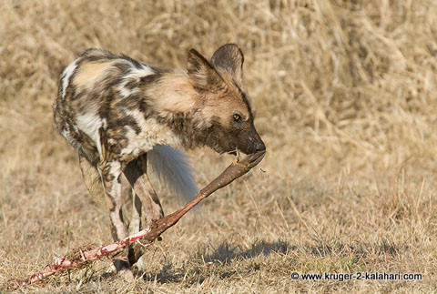 wild dog with impala leg at kill wild dog with impala leg at kill