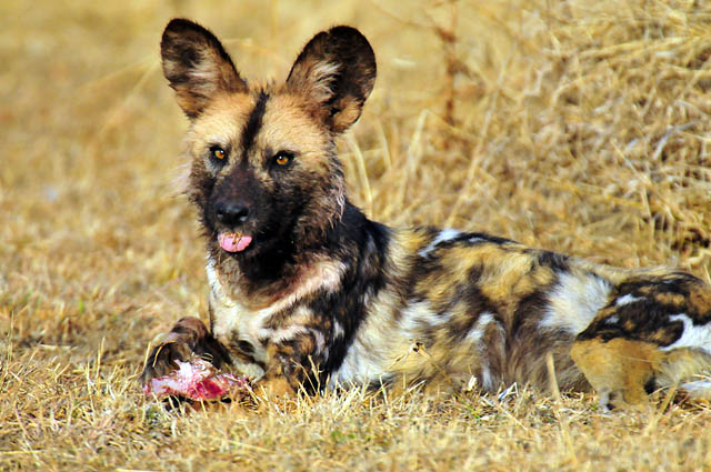 The graphers Guide to the Pilanesberg National Park photographers guide to the pilanesberg