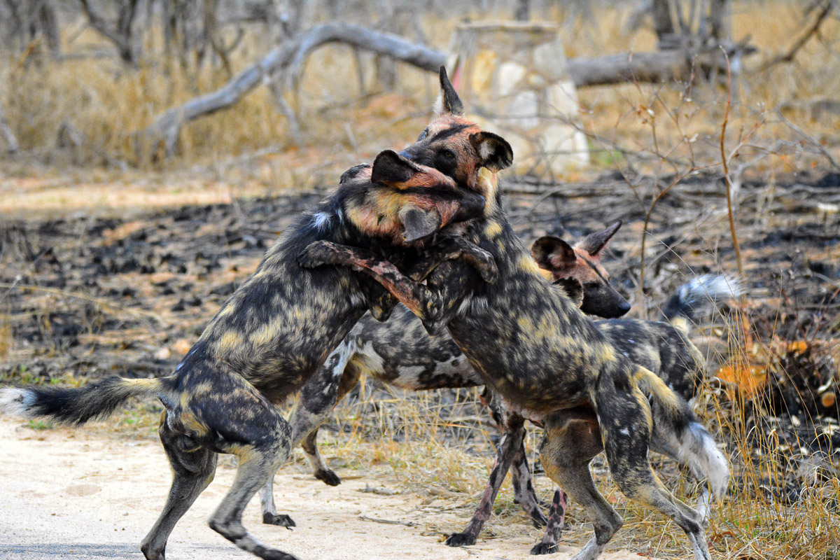 Wild dogs playing in the road in the Pretoriuskop area