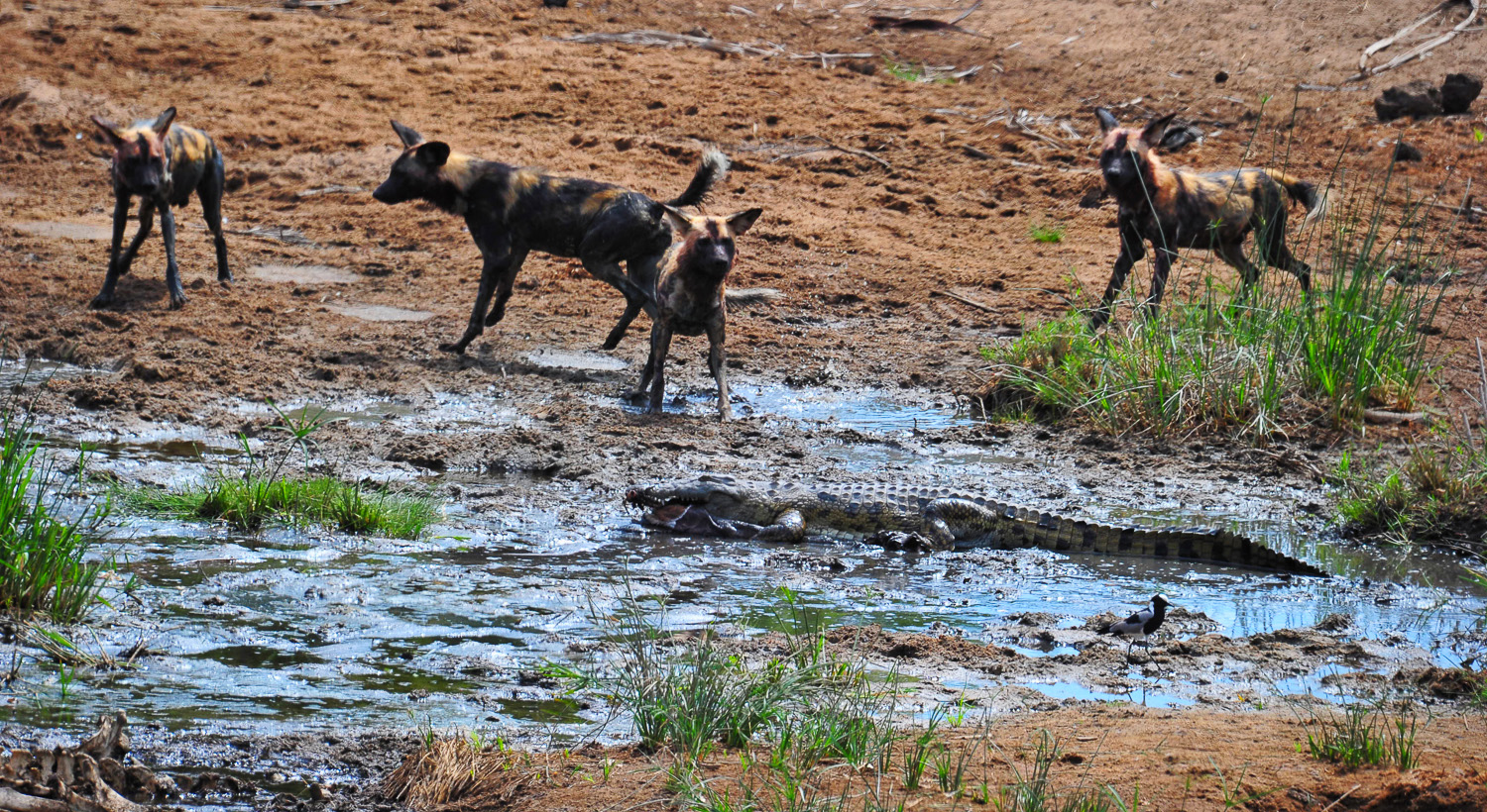 Wild Dogs and Croc on the Ngobeni Short Loop off the H14 near Phalaborwa in the Kruger National Park