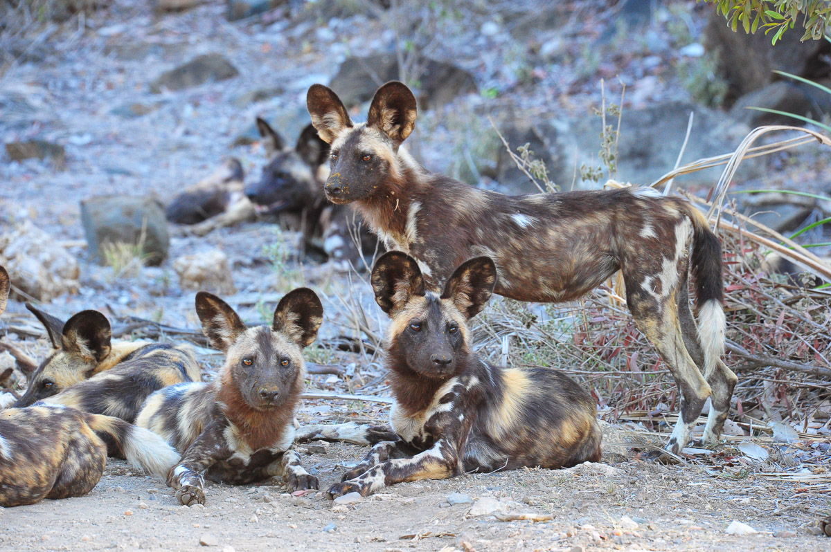 Wild Dogs at Ngobeni Long Loop, image taken on self-drive in the Phalaborwa area in the Kruger National Park