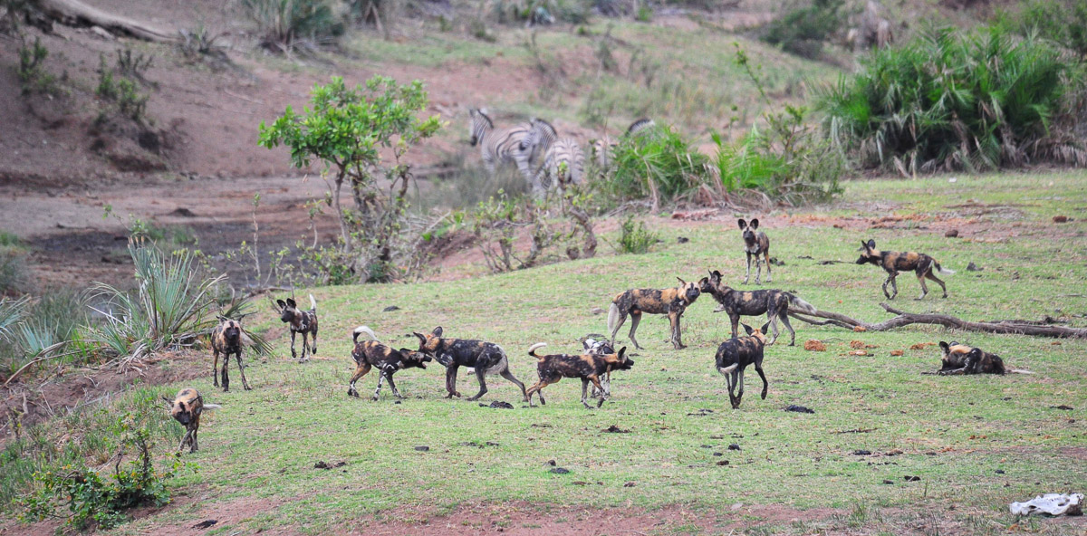 Wild Dogs at Ngobeni Short Loop off the H14 near Phalaborwa in the Kruger National Park