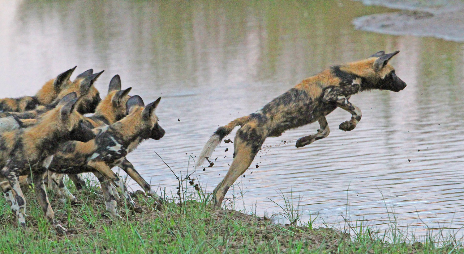 Wild Dogs trying to cross the Olifants River, image taken on the S91 near Olifants Camp in the Kruger National Park