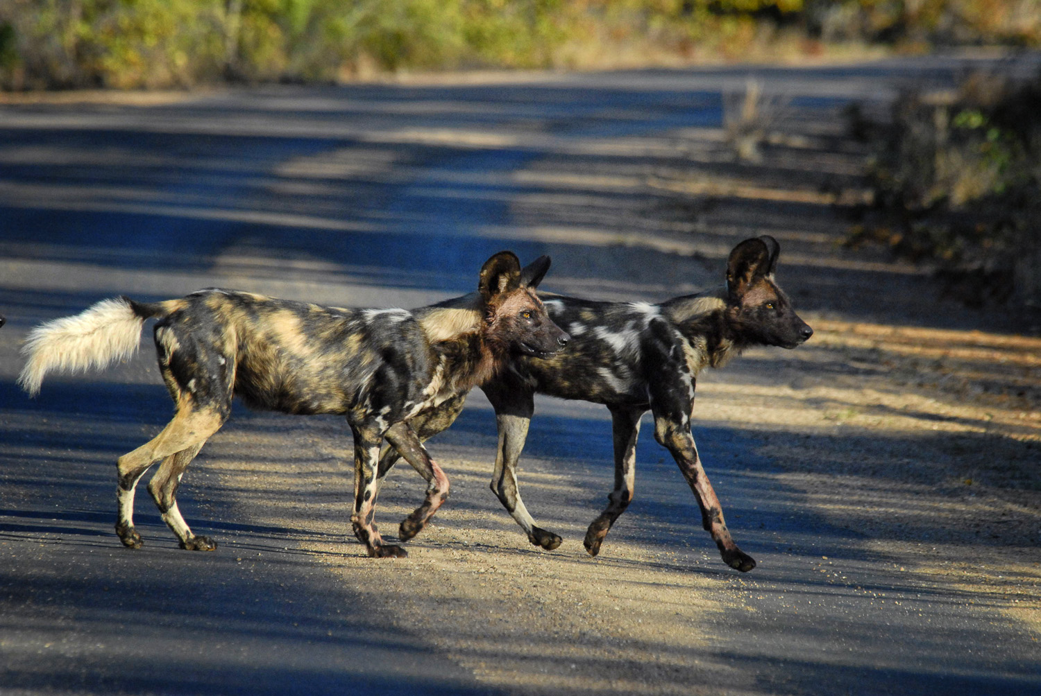 Wild dogs crossing the road near Punda
