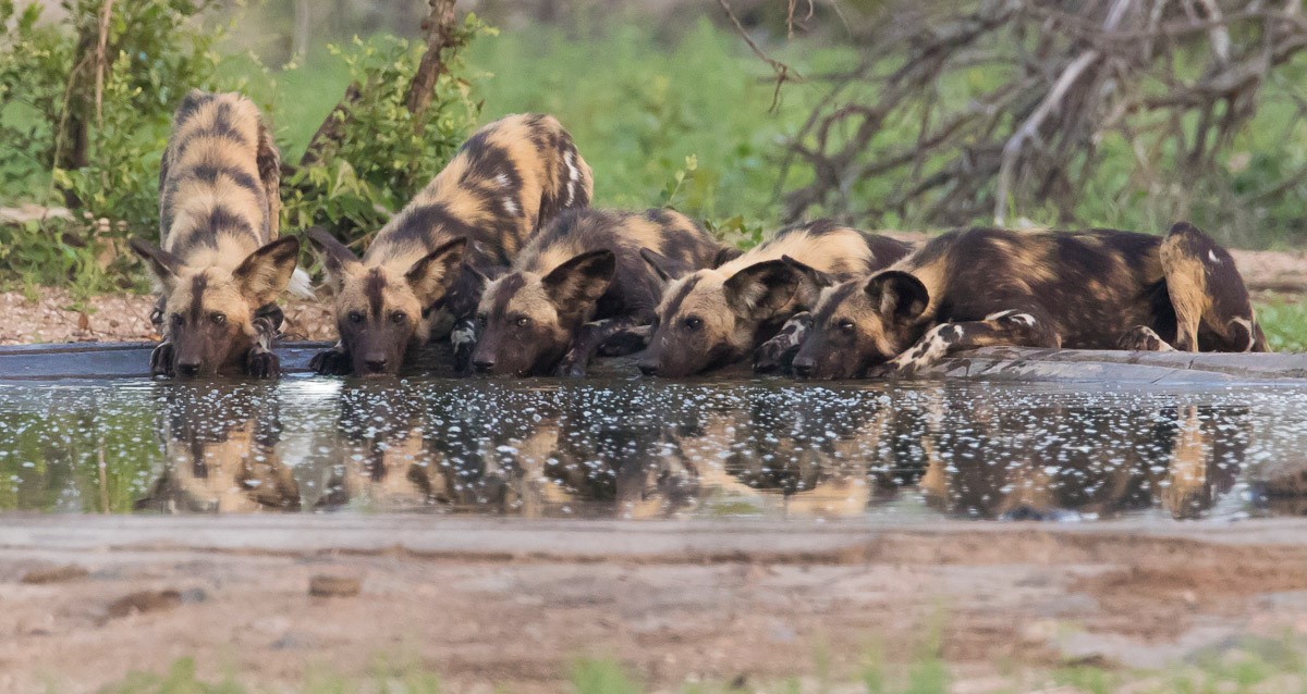 Wild Dogs drinking at the Orpen Camp waterhole on the H7 outside Orpen camp in the Kruger National Park