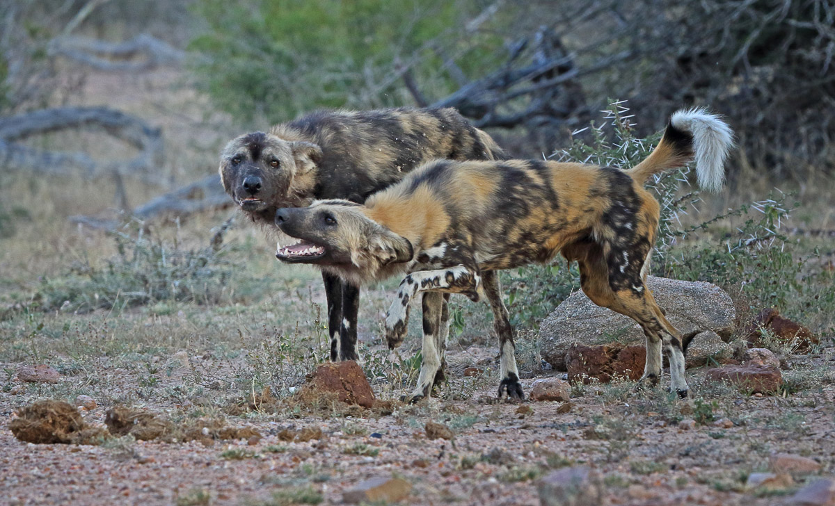 Wild Dogs interacting on the side of the road in the Satara area in the Kruger National Park