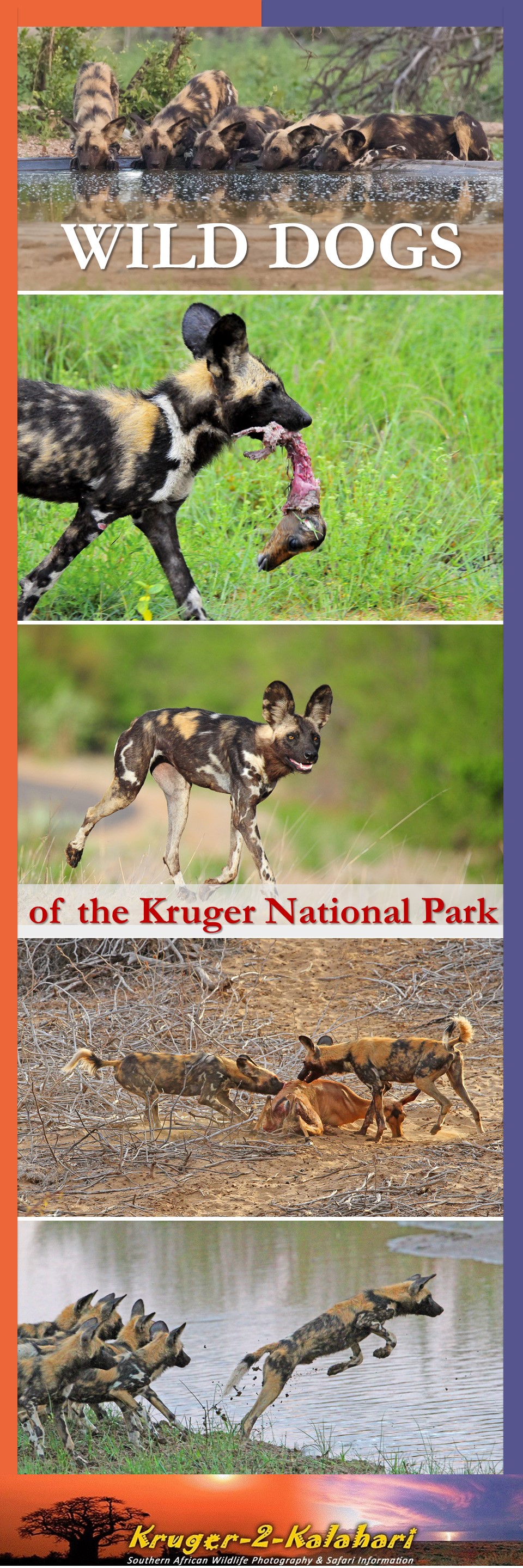 Wild dogs of the Kruger National Park