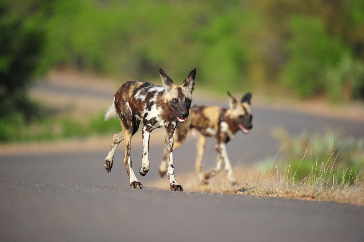 Wild Dogs walking on the H14 near the Phalaborwa area in the Kruger National Park