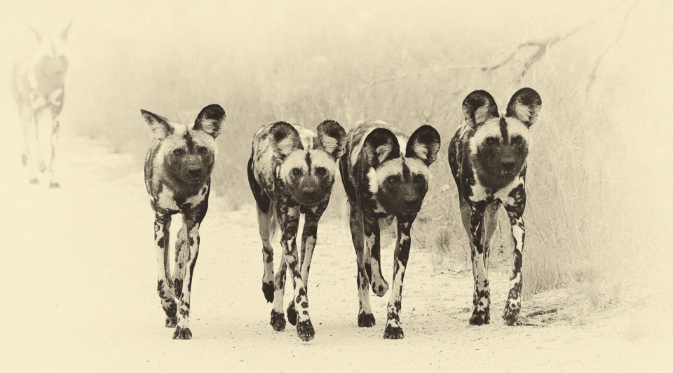 Wild dogs walking on the S36