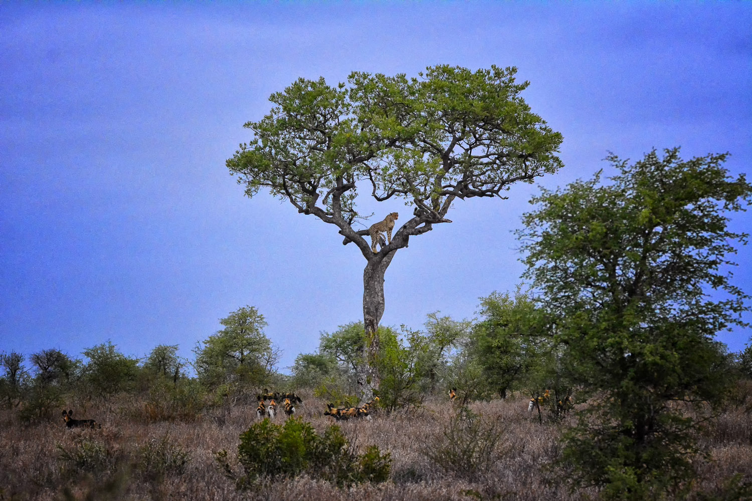 Wild dogs chase Cheetah up a tree on the H7 between Tamboti and Satara in the Kruger National Park