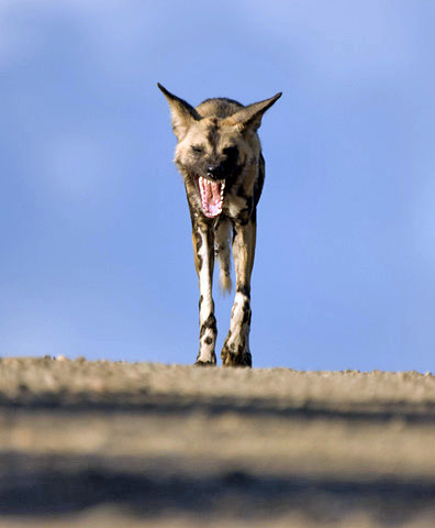 Wild dog on S-44 (one of our best routes) north of Olifants Camp