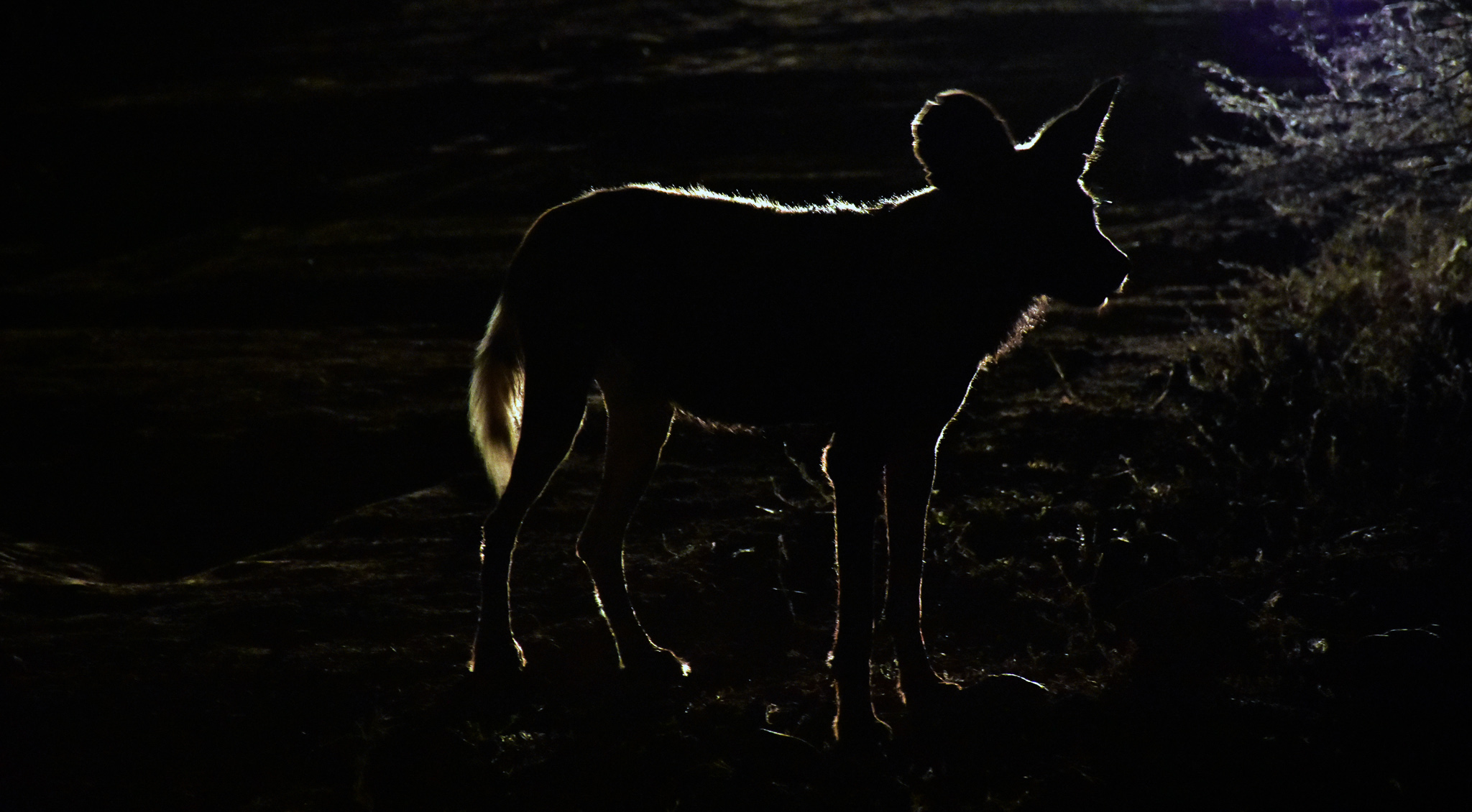 wild dog silhouette at Last Word Madikwe
