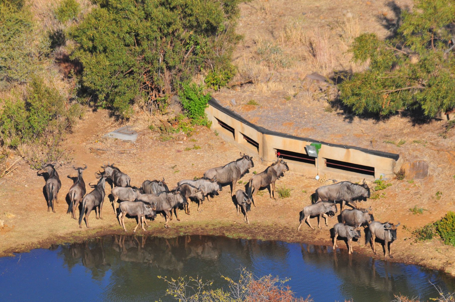 Wildebeest at the Kwa Maritane Hide waterhole