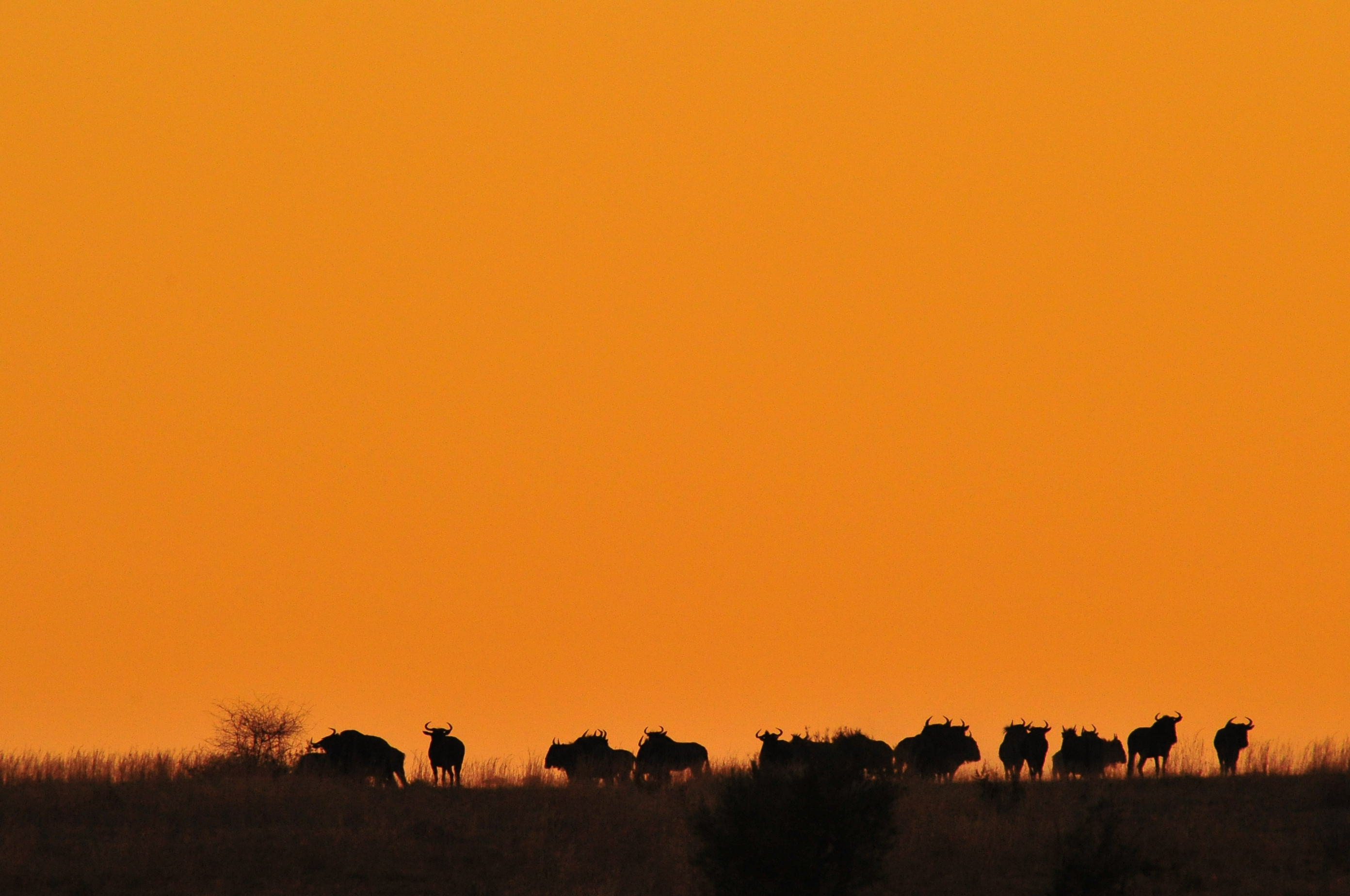 Wildebeest silhouette at sunset