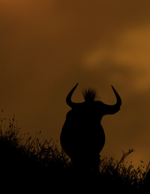 wildebeest silouette in Kgalagadi wildebeest silouette in Kgalagadi