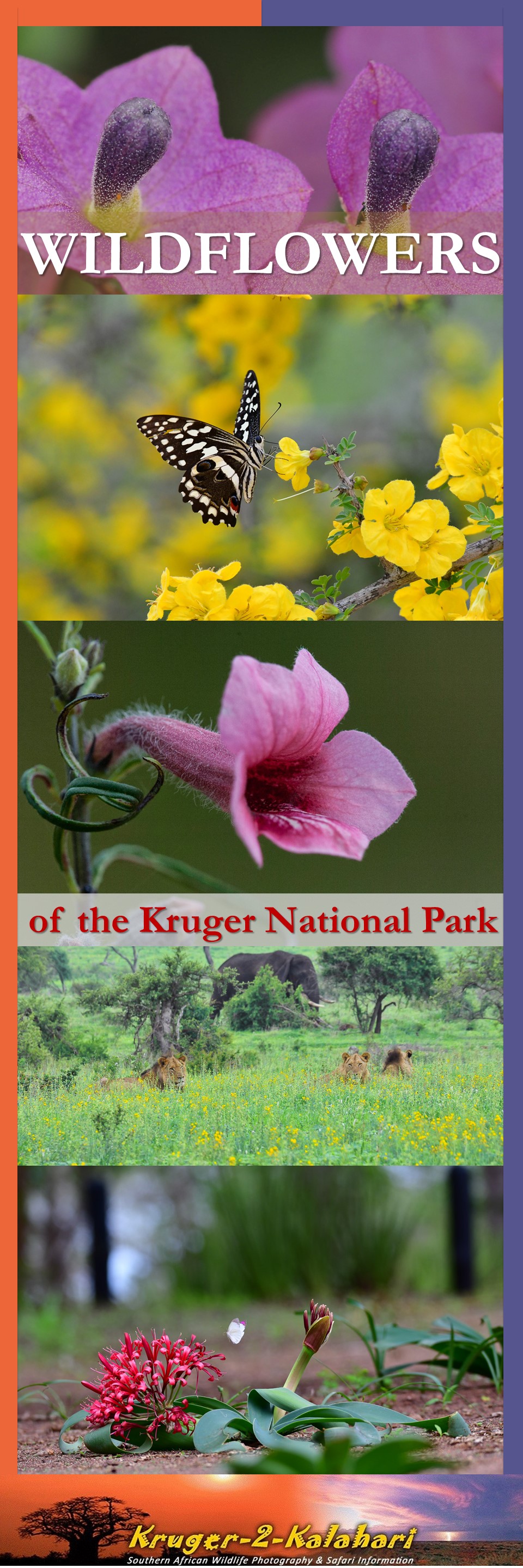 Wildflowers of the Kruger National Park
