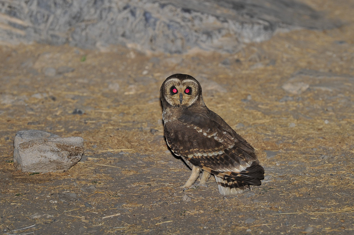 Wood owl at Halali waterhole