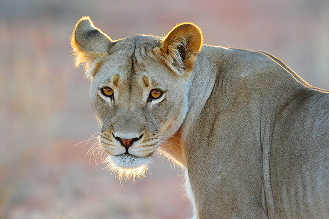 Kalahari lioness Kalahari lioness