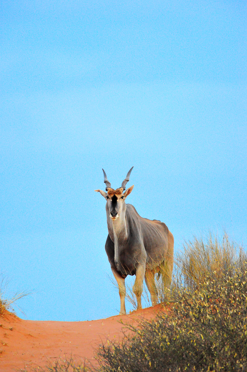 Eland image taken on game drive at !Xaus lodge