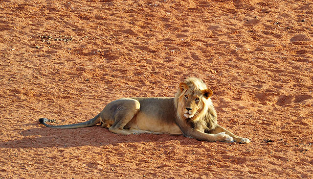 Male lion lying at the camp waterhole