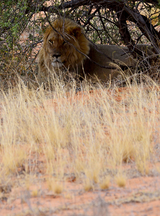 Male lion