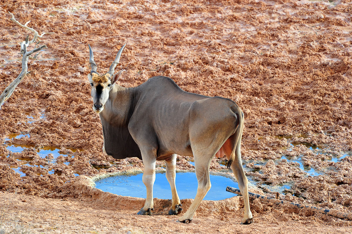 Eland image taken from our chalet at !Xaus lodge